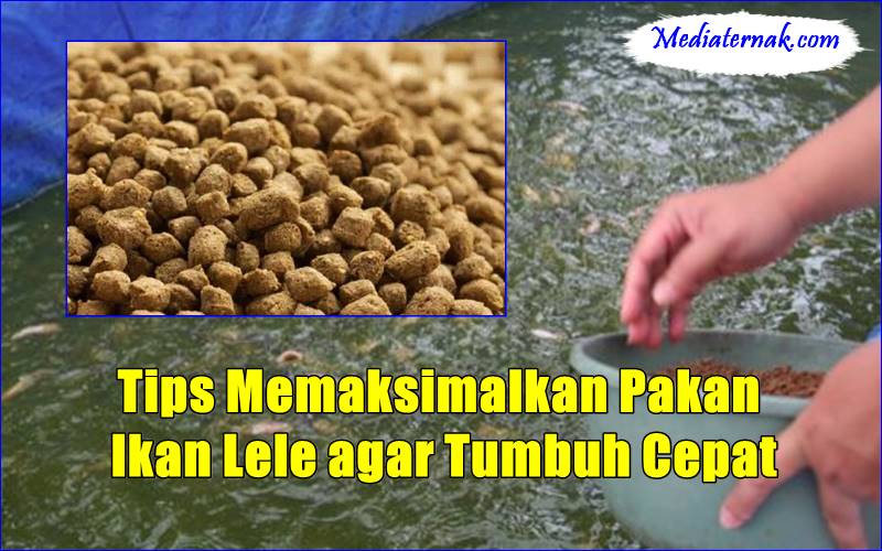 Tips Memaksimalkan Pakan Ikan Lele agar Tumbuh Cepat