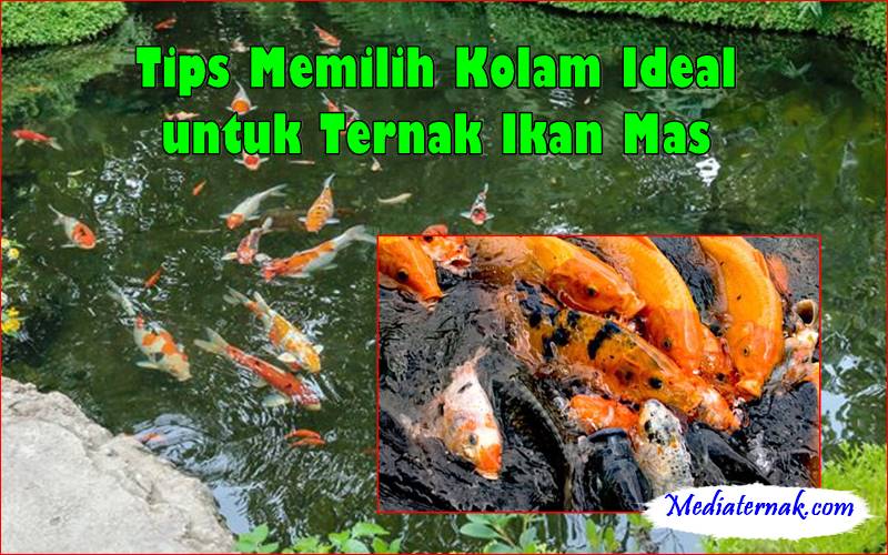 Tips Memilih Kolam Ideal untuk Ternak Ikan Mas