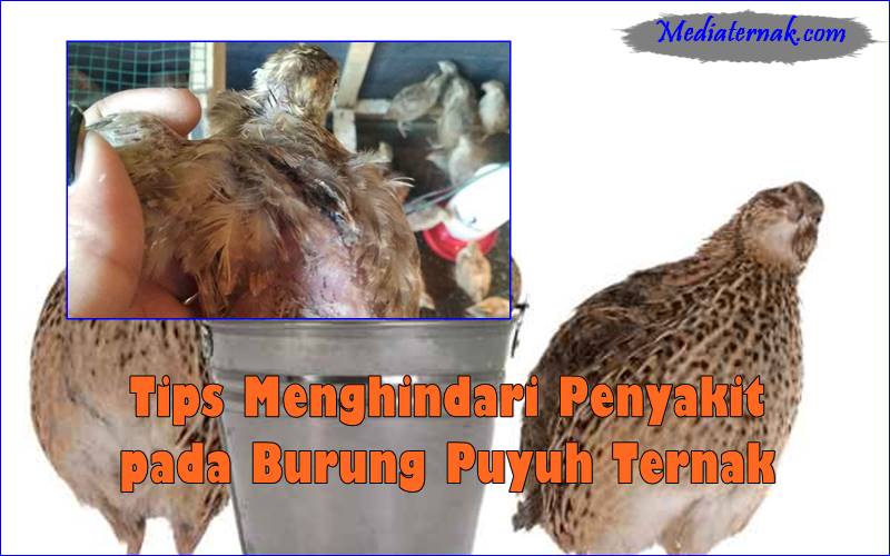 Tips Menghindari Penyakit pada Burung Puyuh Ternak