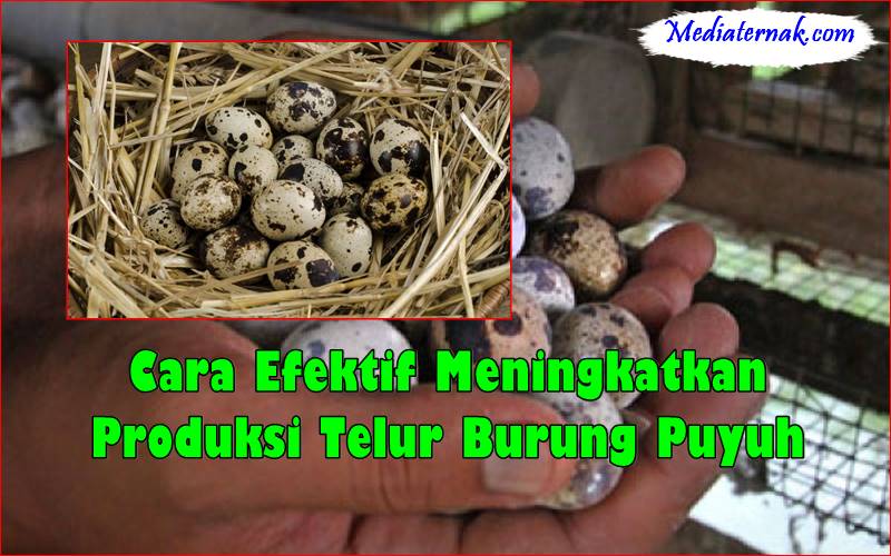 Cara Efektif Meningkatkan Produksi Telur Burung Puyuh