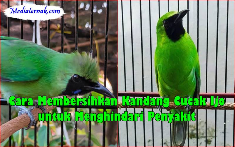 Cara Membersihkan Kandang Cucak Ijo untuk Menghindari Penyakit
