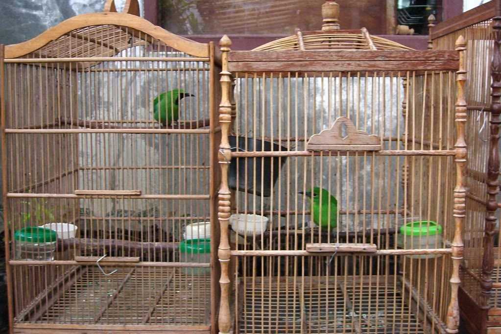 Cara Membuat Kandang Burung Cucak Ijo yang Ideal