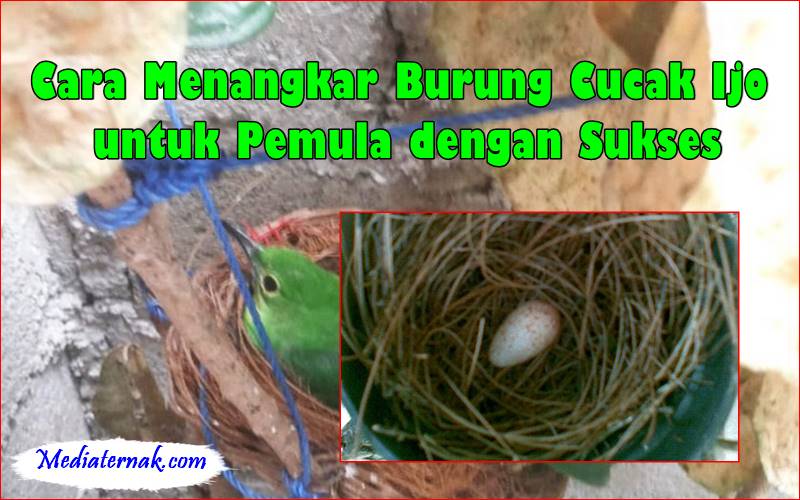 Cara Menangkar Burung Cucak Ijo untuk Pemula dengan Sukses
