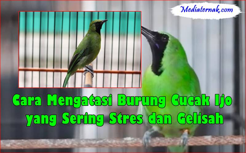 Cara Mengatasi Burung Cucak Ijo yang Sering Stres dan Gelisah