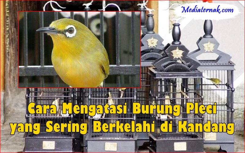 Cara Mengatasi Burung Pleci yang Sering Berkelahi di Kandang