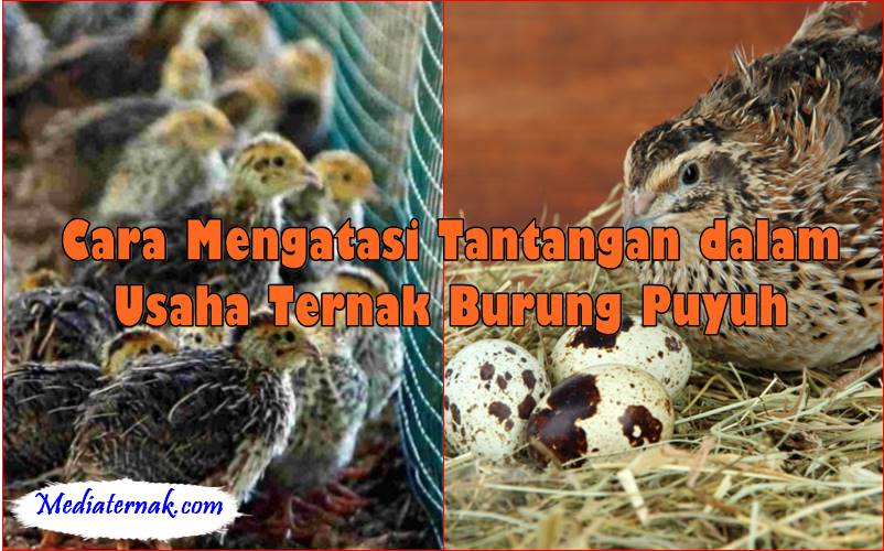Cara Mengatasi Tantangan dalam Usaha Ternak Burung Puyuh