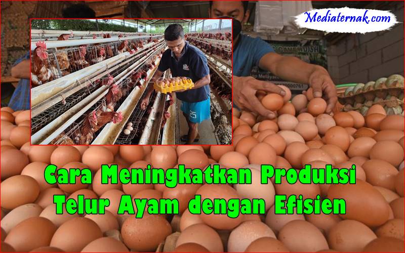 Cara Meningkatkan Produksi Telur Ayam dengan Efisien