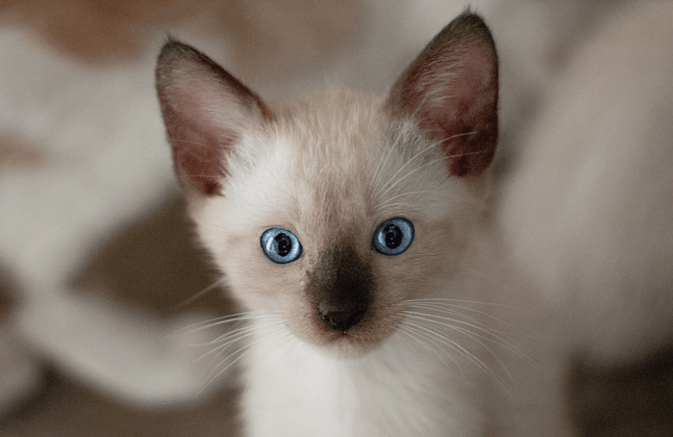 Karakteristik Unik yang Membuat Kucing Siam Menarik Hati