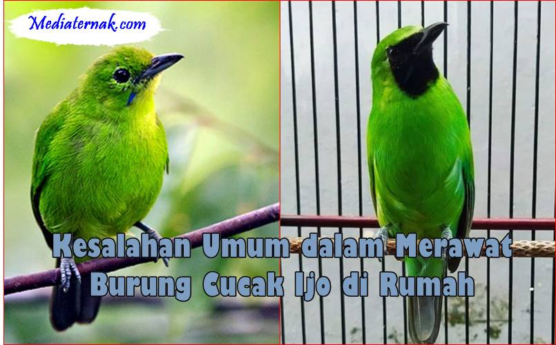 Kesalahan Umum dalam Merawat Burung Cucak Ijo di Rumah
