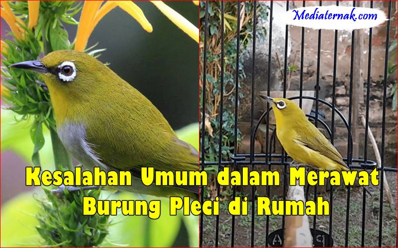 Kesalahan Umum dalam Merawat Burung Pleci di Rumah