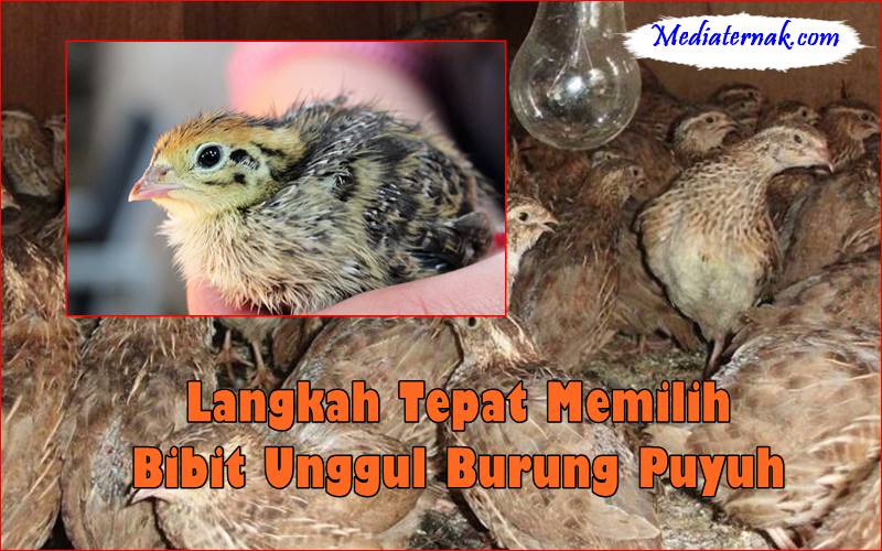 Langkah Tepat Memilih Bibit Unggul Burung Puyuh
