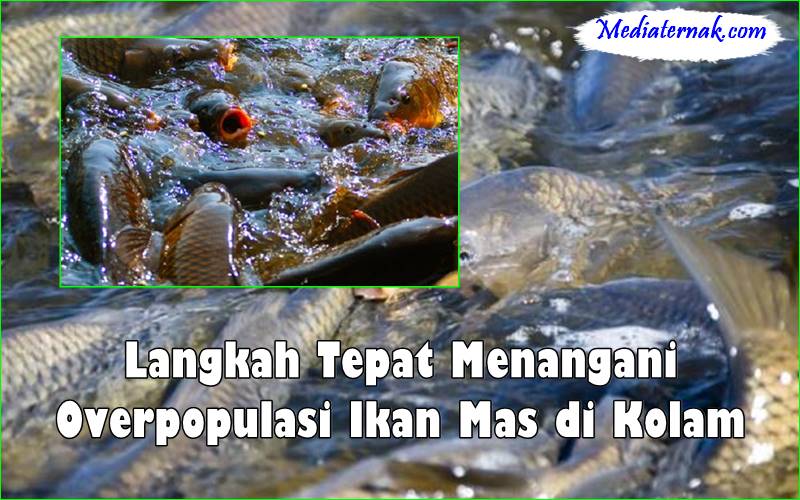 Langkah Tepat Menangani Overpopulasi Ikan Mas di Kolam