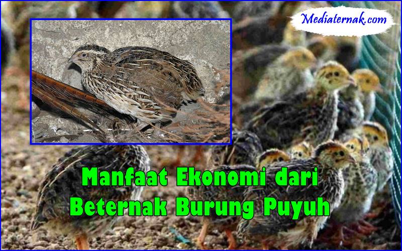 Manfaat Ekonomi dari Beternak Burung Puyuh