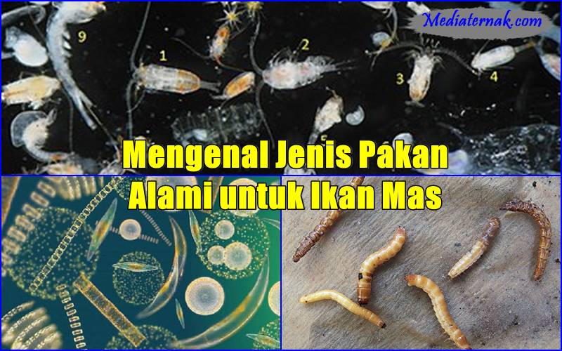 Mengenal Jenis Pakan Alami untuk Ikan Mas