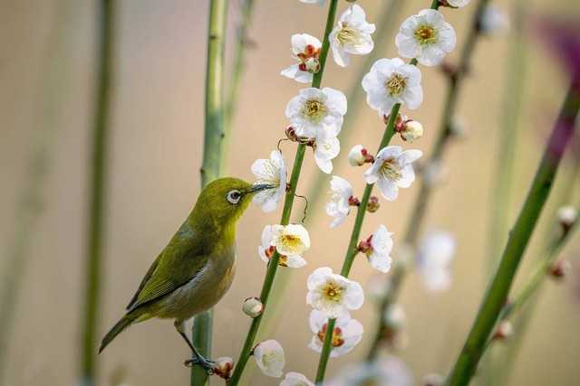 Panduan Lengkap Melatih Burung Pleci agar Berkicau Merdu