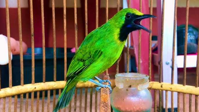 Panduan Melatih Cucak Ijo agar Berkicau Lebih Merdu