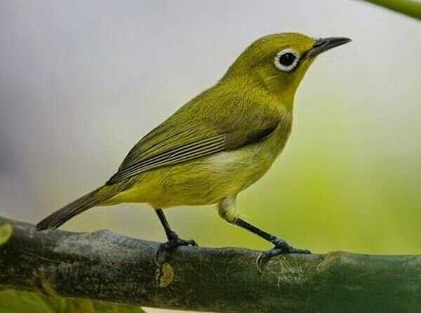 Panduan Merawat Burung Pleci agar Tetap Sehat dan Aktif