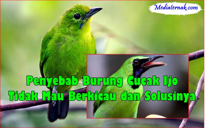 Penyebab Burung Cucak Ijo Tidak Mau Berkicau dan Solusinya