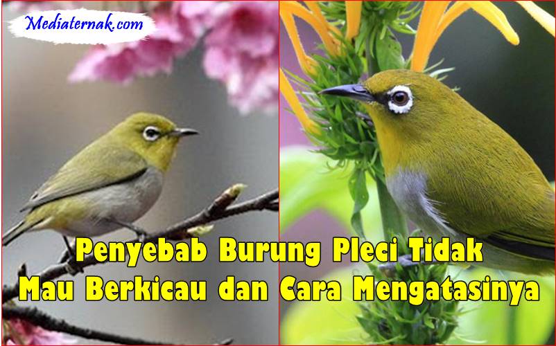 Penyebab Burung Pleci Tidak Mau Berkicau dan Cara Mengatasinya