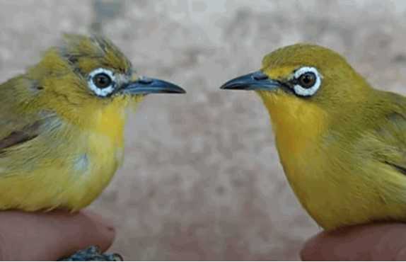 Perbedaan Burung Pleci Jantan dan Betina yang Mudah Diketahui