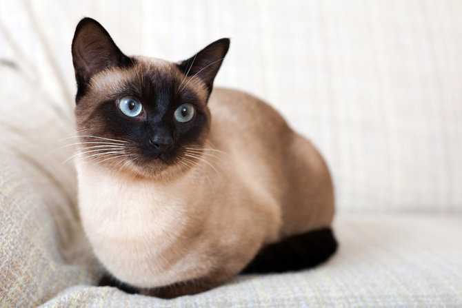 Tips Melatih Kucing Siam agar Lebih Patuh dan Cerdas