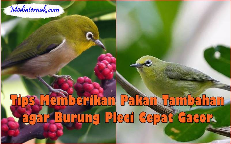 Tips Memberikan Pakan Tambahan agar Burung Pleci Cepat Gacor