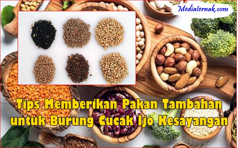 Tips Memberikan Pakan Tambahan untuk Burung Cucak Ijo Kesayangan