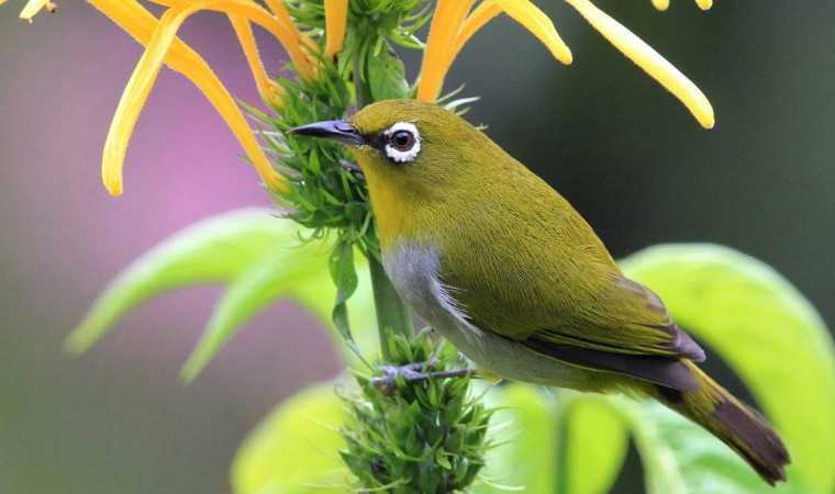 Tips Membuat Burung Pleci Lebih Aktif dan Tidak Mudah Bosan