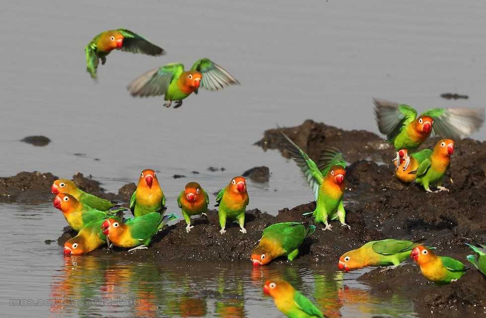 Alasan Lovebird Banyak Dipilih sebagai Burung Peliharaan