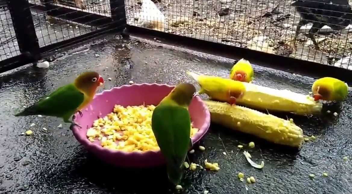 Cara Membuat Pakan Alami untuk Burung Lovebird di Rumah