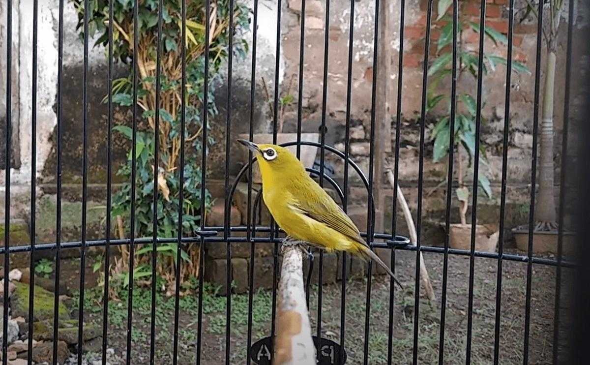 Cara Memilih Burung Pleci Berkualitas untuk Pemula