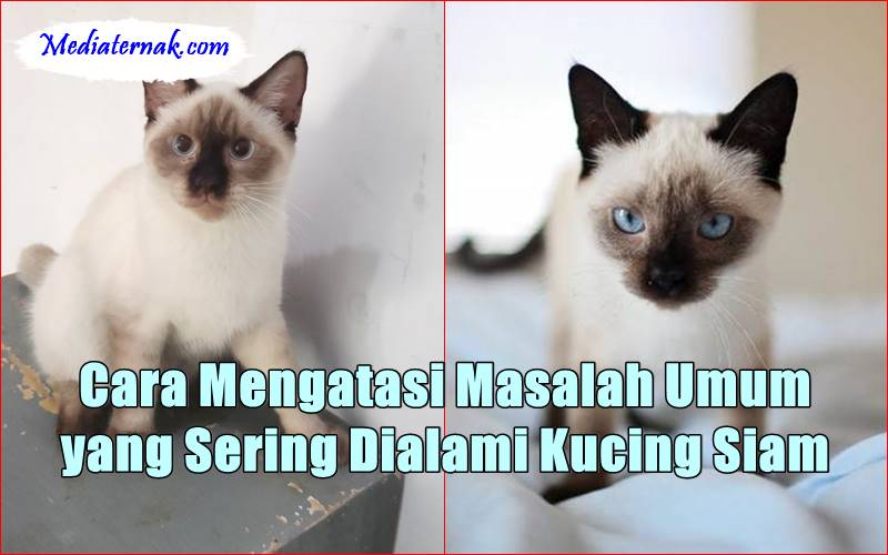 Cara Mengatasi Masalah Umum yang Sering Dialami Kucing Siam