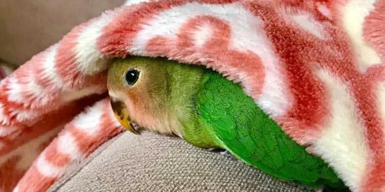 Cara Mengobati Burung Lovebird yang Sakit dengan Cepat