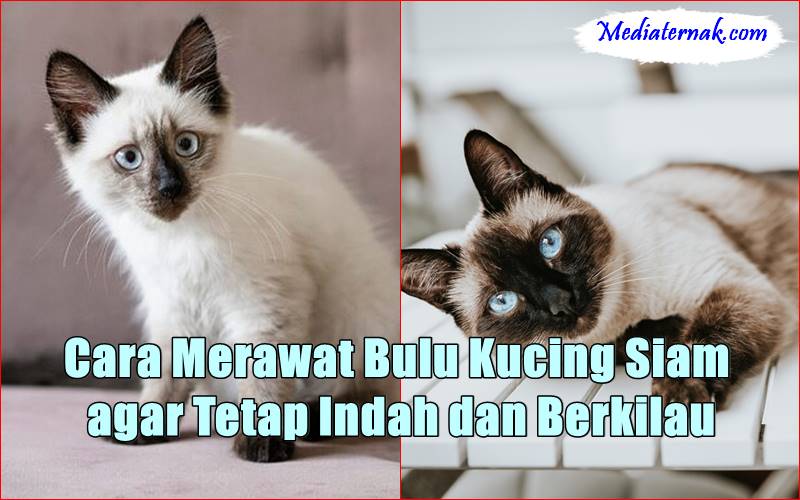 Cara Merawat Bulu Kucing Siam agar Tetap Indah dan Berkilau