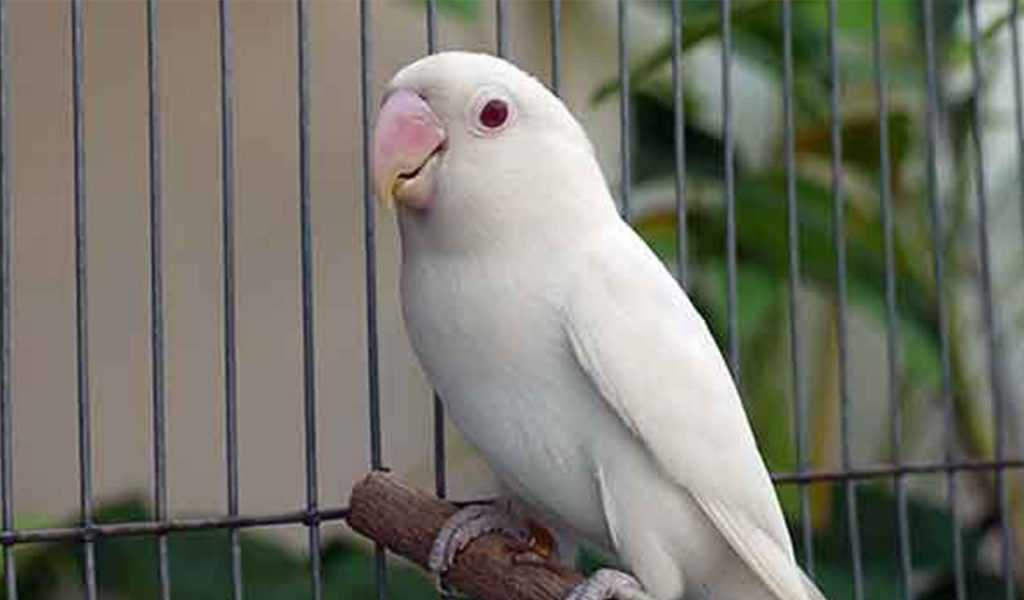 Keistimewaan Burung Lovebird Albino yang Banyak Dicari