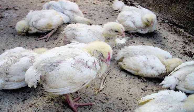 Mengenal Penyakit Umum pada Ayam dan Cara Mengatasinya