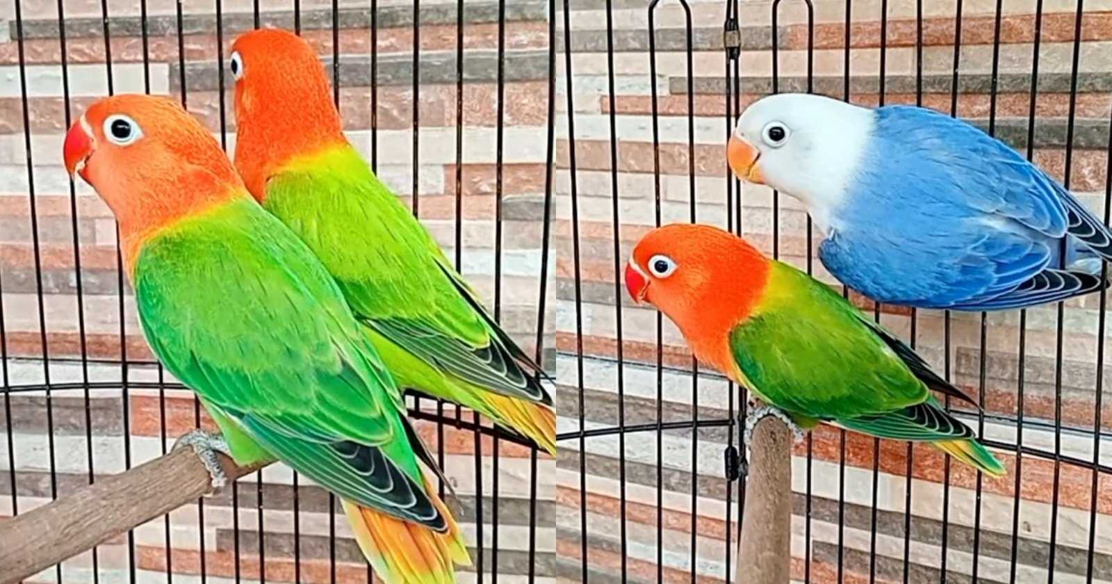 Mitos dan Fakta Tentang Keberuntungan Burung Lovebird