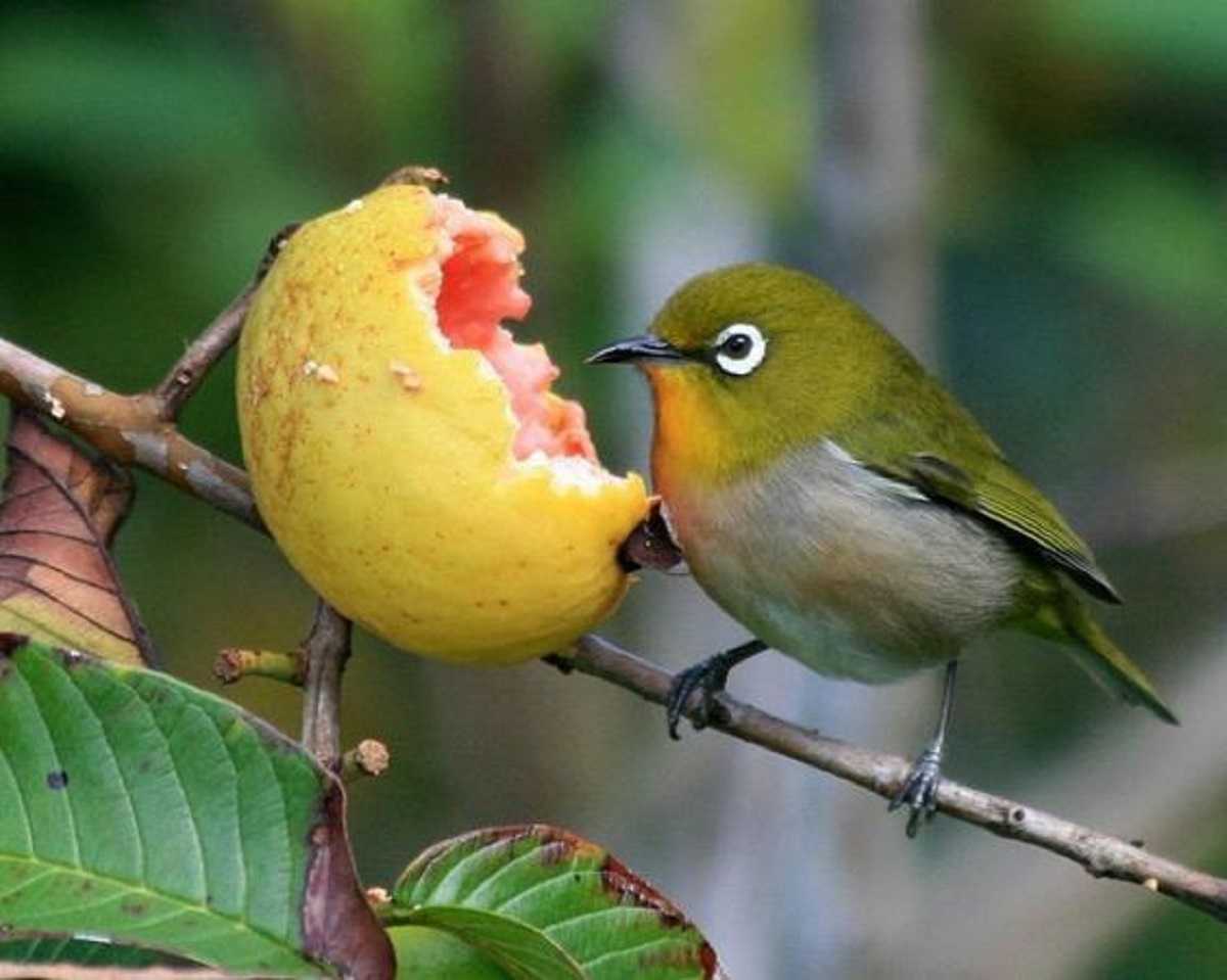 Tips Membuat Burung Pleci Cepat Gacor di Rumah