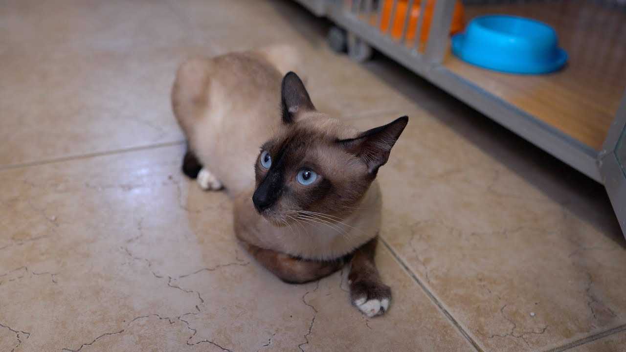 Tips Membuat Mainan Kreatif untuk Menghibur Kucing Siam Anda