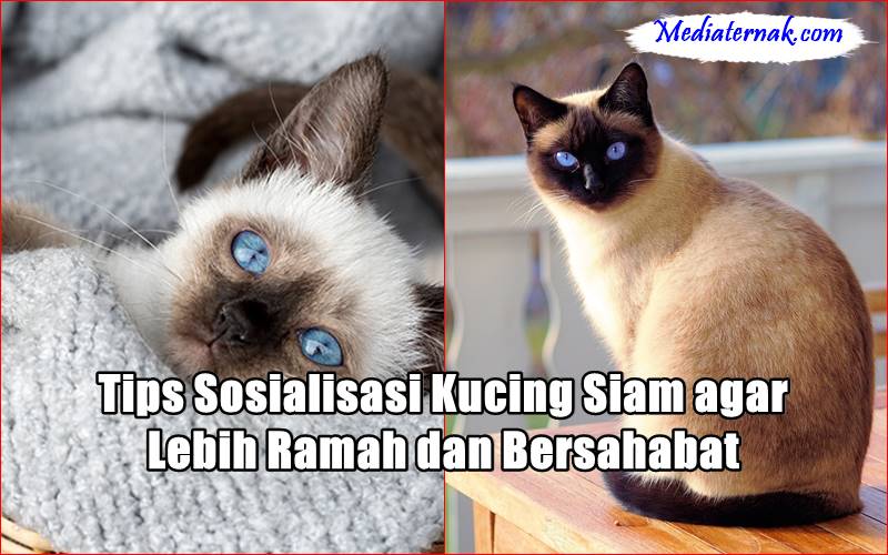 Tips Sosialisasi Kucing Siam agar Lebih Ramah dan Bersahabat
