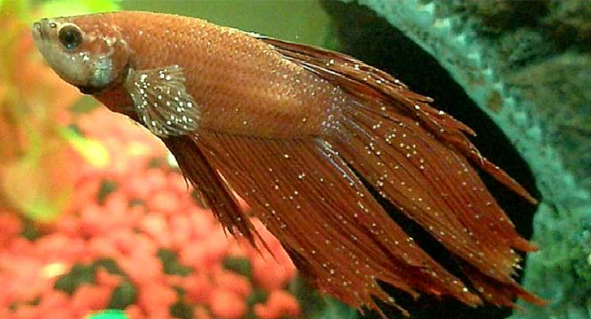 Penyakit yang Sering Menyerang Ikan Cupang dan Cara Mencegahnya