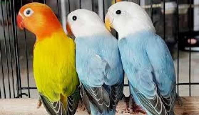 6 Jenis Burung Pleci dengan Suara Kicau Terbaik