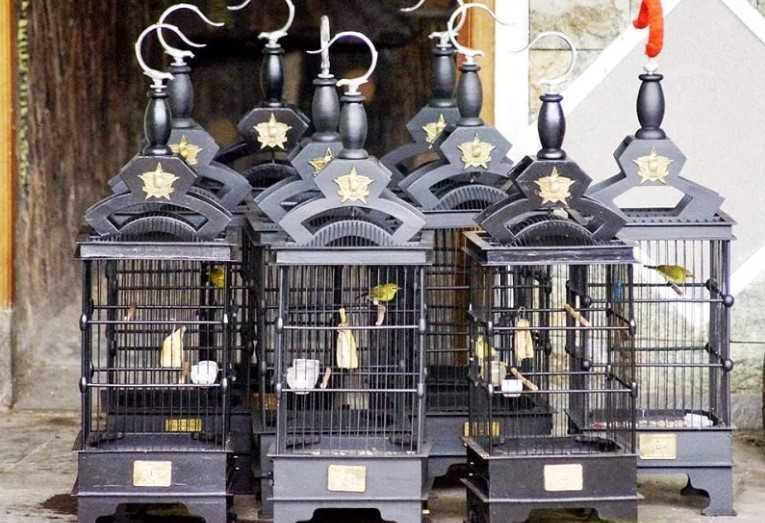 Cara Membuat Kandang Burung Pleci yang Nyaman dan Aman
