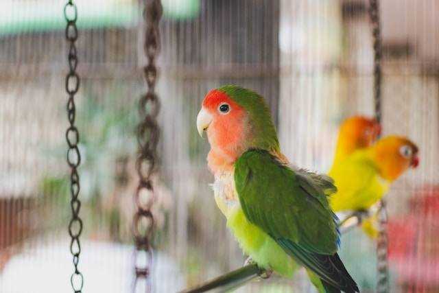 Cara Melatih Lovebird agar Bisa Berinteraksi dengan Pemilik
