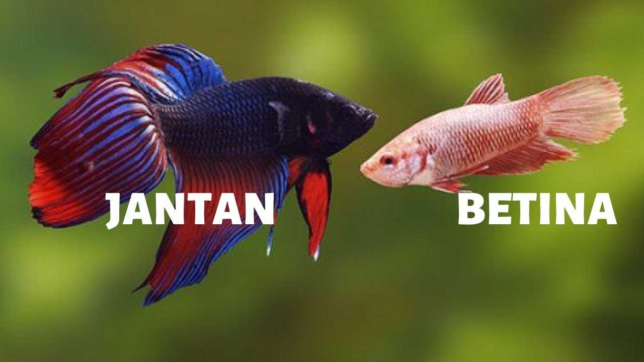 Cara Membedakan Ikan Cupang Jantan dan Betina Secara Akurat