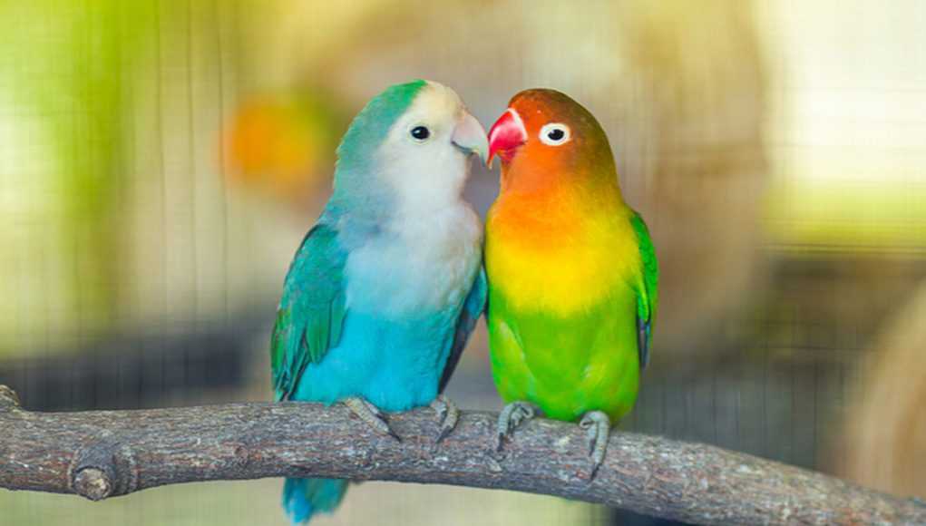 Cara Membedakan Lovebird Jantan dan Betina dengan Mudah