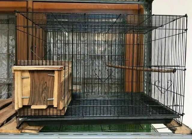 Cara Membersihkan Kandang Lovebird agar Tetap Sehat dan Bersih