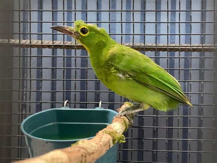 Cara Memilih Burung Cucak Ijo dengan Kualitas Terbaik