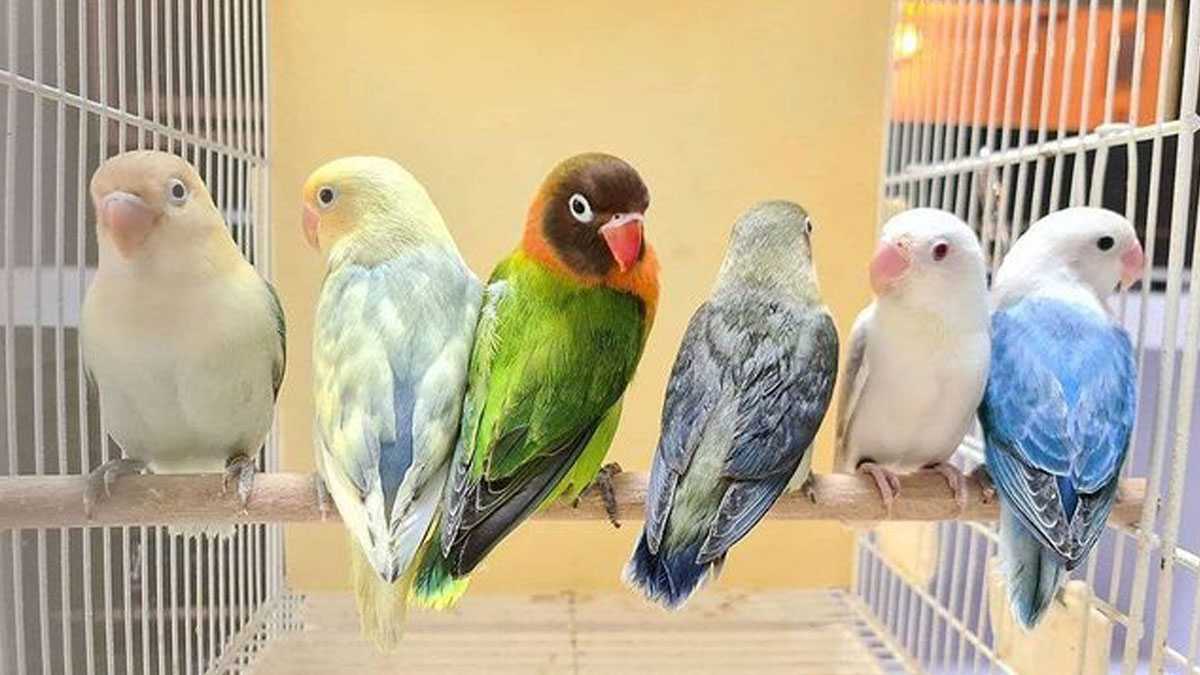 Cara Memilih Burung Lovebird yang Sehat dan Berkualitas