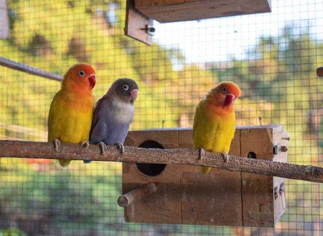Cara Mengatasi Burung Lovebird yang Sering Berteriak Berlebihan